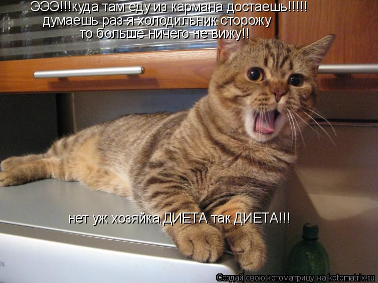 ЭЭЭ!!!куда там еду из кармана достаешь!!!!! думаешь раз я холодильник сторожу то больше ничего не ви... Котоматрица: ЭЭЭ!!!куда там еду из кармана достаешь!!!!! думаешь раз я холодильник сторожу то больше ничего не вижу!! нет уж хозяйка,ДИЕТА так ДИЕТА!!!