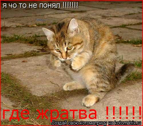 я чо то не понял !!!!!!! где жратва !!!!!!!... Котоматрица: я чо то не понял !!!!!!! где жратва !!!!!!!