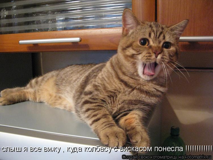 слыш я все вижу , куда колбасу с вискасом понесла !!!!!!!!!!!!!!!!... Котоматрица: слыш я все вижу , куда колбасу с вискасом понесла !!!!!!!!!!!!!!!!