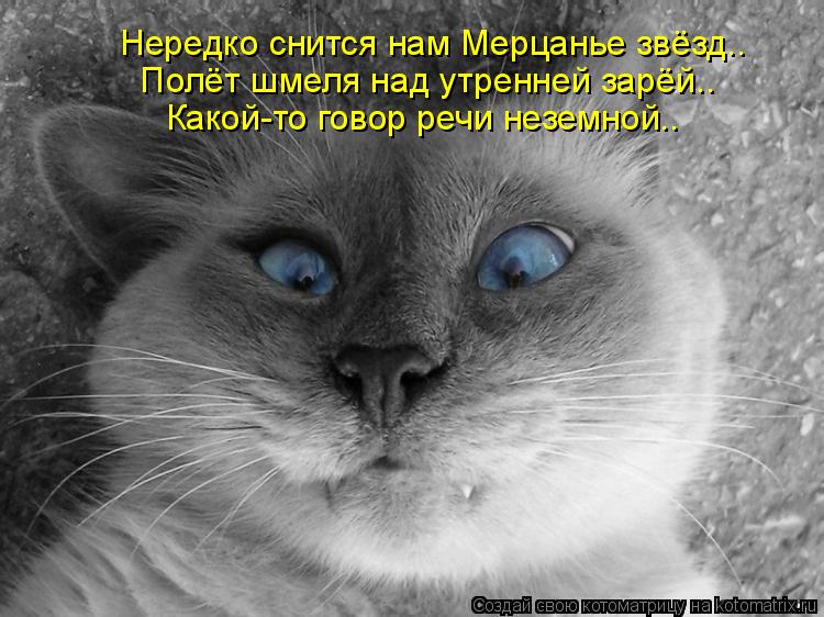 Нередко снится нам Мерцанье звёзд.. Полёт шмеля над утренней зарёй.. Какой-то говор речи неземной..... Котоматрица: Нередко снится нам Мерцанье звёзд.. Полёт шмеля над утренней зарёй.. Какой-то говор речи неземной..