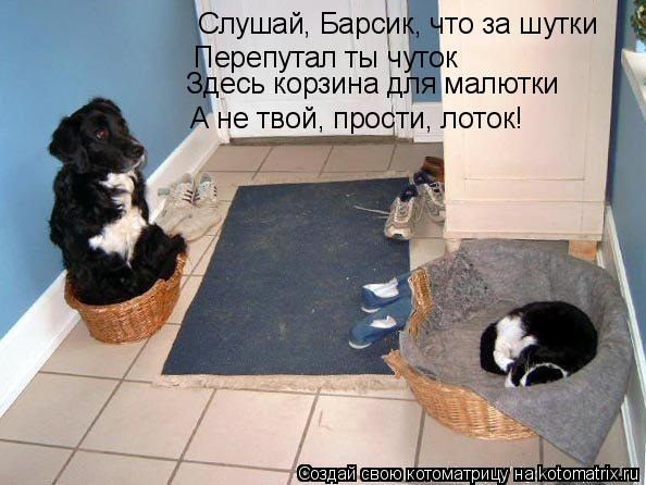 Котоматрица: Слушай, Барсик, что за шутки Перепутал ты чуток А не твой, прости, лоток! Здесь корзина для малютки