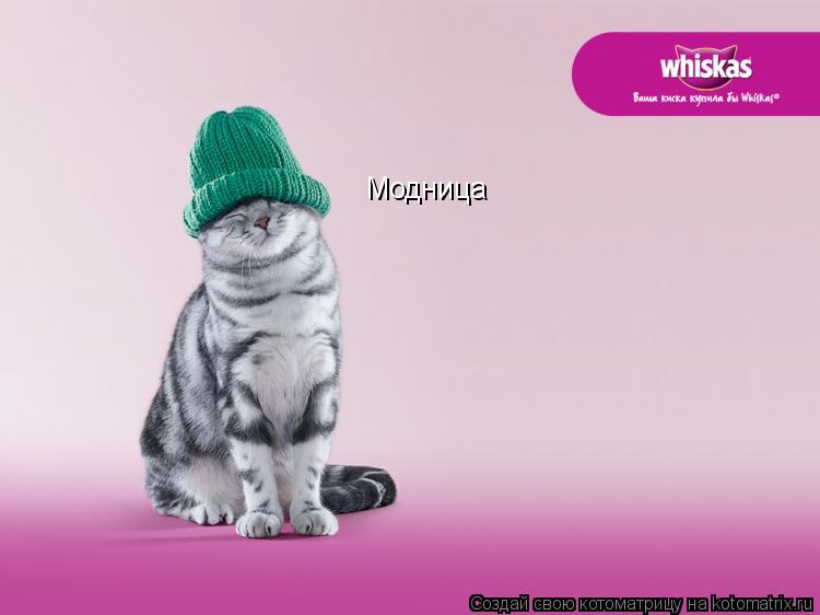 Модница... Котоматрица: Модница