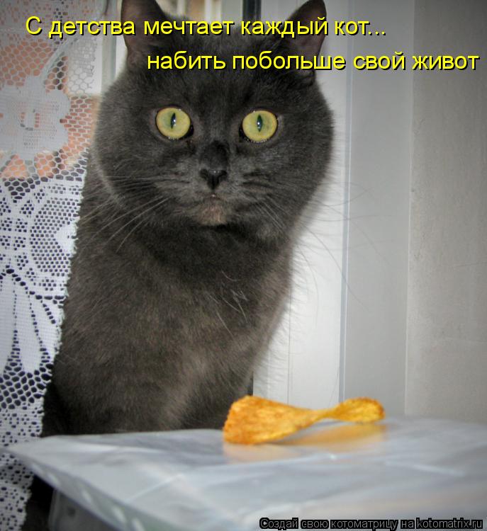 С детства мечтает каждый кот... набить побольше свой живот... Котоматрица: С детства мечтает каждый кот... набить побольше свой живот