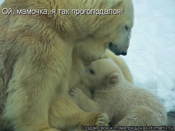 Ой, мамочка, я так проголодался!... Котоматрица: Ой, мамочка, я так проголодался!