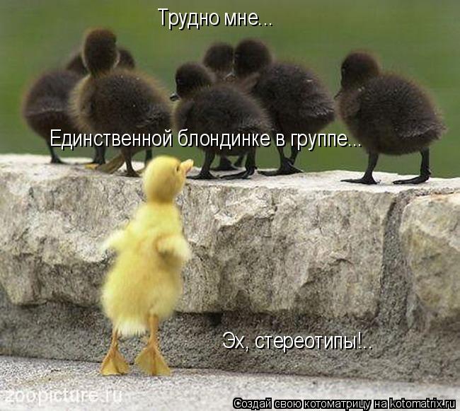 Трудно мне... Единственной блондинке в группе... Эх, стереотипы!..... Котоматрица: Трудно мне... Единственной блондинке в группе... Эх, стереотипы!..