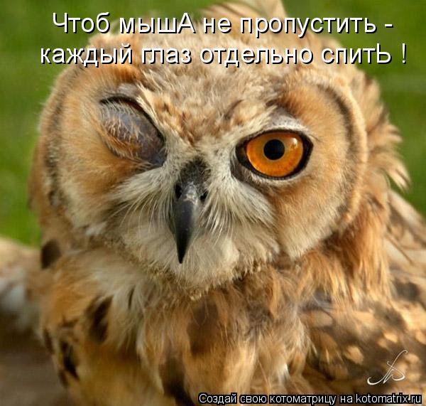 Котоматрица: Чтоб мышА не пропустить - каждый глаз отдельно спитЬ !