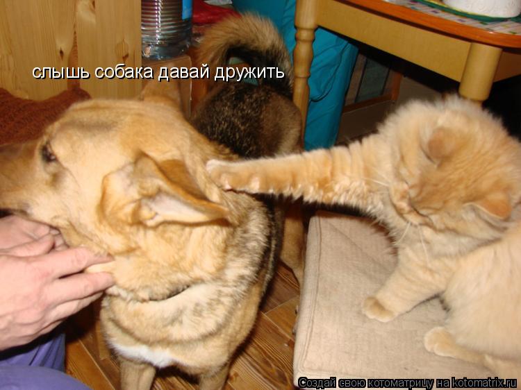 слышь собака давай дружить... Котоматрица: слышь собака давай дружить