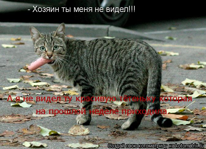 - Хозяин ты меня не видел!!! А я не видел ту красивую тётеньку которая на прошлой неделе приходила.... Котоматрица: - Хозяин ты меня не видел!!! А я не видел ту красивую тётеньку которая на прошлой неделе приходила.