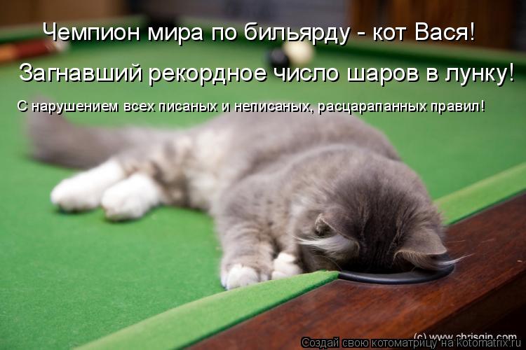 Чемпион мира по бильярду - кот Вася! Загнавший рекордное число шаров в лунку! С нарушением всех писан... Котоматрица: Чемпион мира по бильярду - кот Вася! Загнавший рекордное число шаров в лунку! С нарушением всех писаных и неписаных, расцарапанных правил!