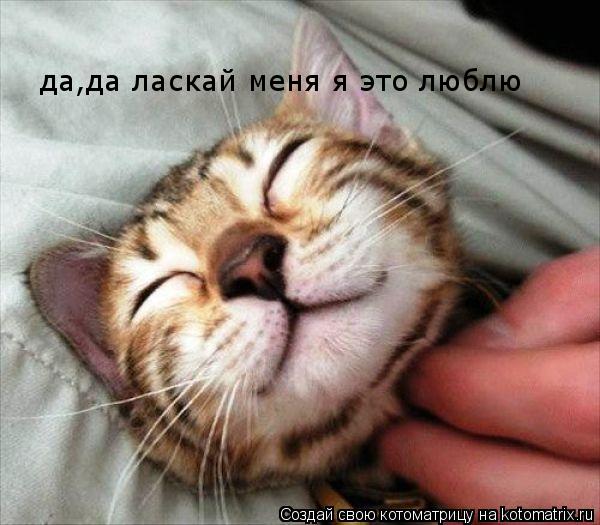 да,да ласкай меня я это люблю... Котоматрица: да,да ласкай меня я это люблю
