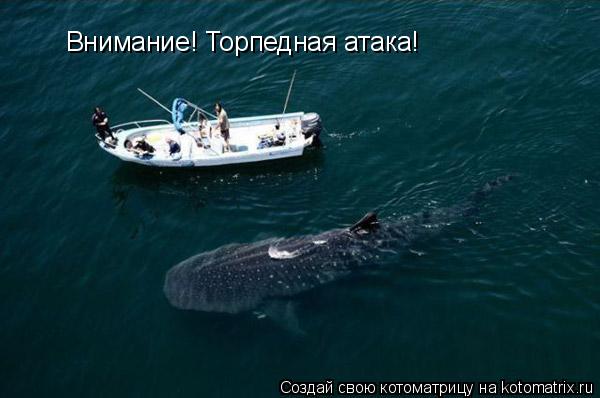 Внимание! Торпедная атака!... Котоматрица: Внимание! Торпедная атака!