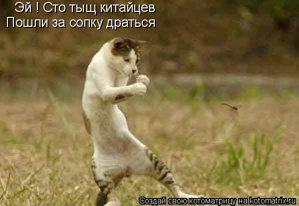 Эй ! Сто тыщ китайцев Пошли за сопку драться... Котоматрица: Эй ! Сто тыщ китайцев Пошли за сопку драться