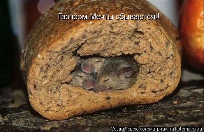Газпром-Мечты сбываются!!... Котоматрица: Газпром-Мечты сбываются!!