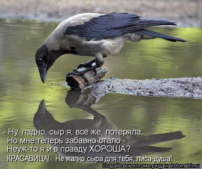 Котоматрица: - Ну, ладно, сыр я, всё же, потеряла. Но мне теперь забавно стало - Нeуж-то я и в правду ХОРОША? ...КРАСАВИЦА!   Не жалко сыра для тебя, лиса-душа!