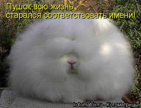 Пушок всю жизнь старался соответствовать имени!... Котоматрица: Пушок всю жизнь старался соответствовать имени!