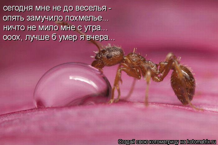 сегодня мне не до веселья - опять замучило похмелье... ничто не мило мне с утра... ооох, лучше б умер... Котоматрица: сегодня мне не до веселья - опять замучило похмелье... ничто не мило мне с утра... ооох, лучше б умер я вчера...