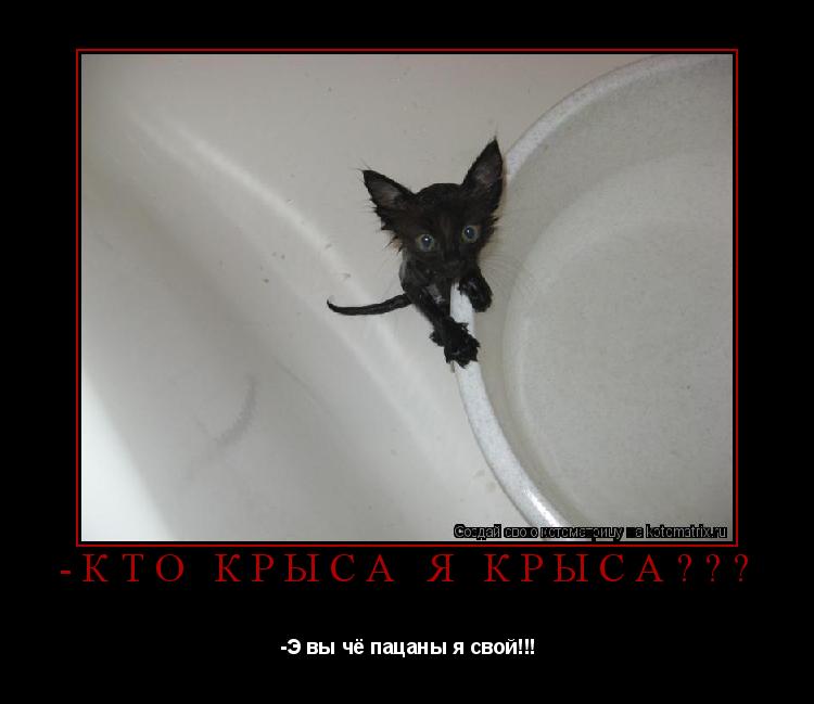 -Кто крыса я крыса??? -Э вы чё пацаны я свой!!!... Котоматрица: -Кто крыса я крыса??? -Э вы чё пацаны я свой!!!