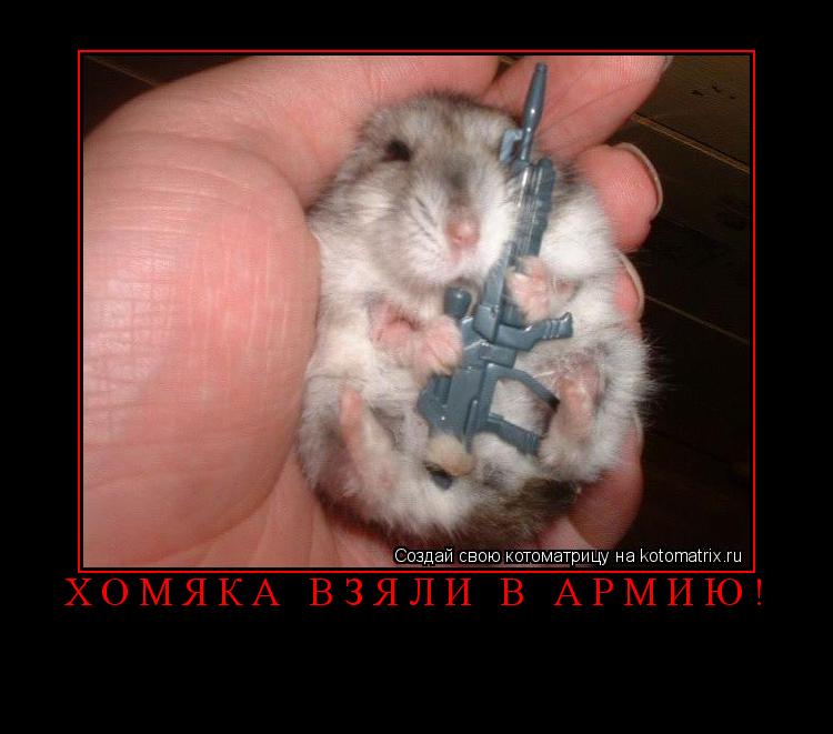 Котоматрица: хомяка взяли в армию! 