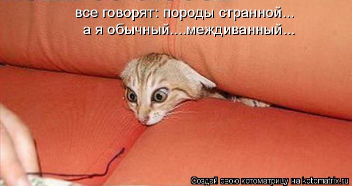 все говорят: породы странной... а я обычный....междиванный...... Котоматрица: все говорят: породы странной... а я обычный....междиванный...