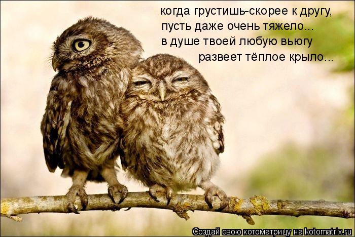 когда грустишь-скорее к другу, пусть даже очень тяжело... в душе твоей любую вьюгу развеет тёплое кры... Котоматрица: когда грустишь-скорее к другу, пусть даже очень тяжело... в душе твоей любую вьюгу развеет тёплое крыло...