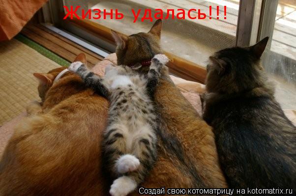 Жизнь удалась!!!... Котоматрица: Жизнь удалась!!!