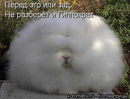 Перед это или зад... Не разберёт и Гиппократ.... Котоматрица: Перед это или зад... Не разберёт и Гиппократ.