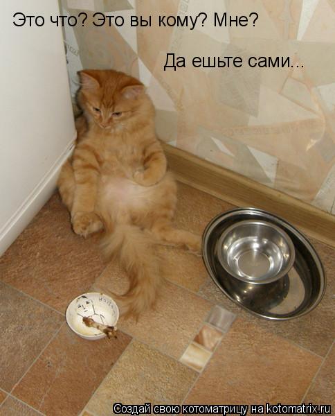 Это что? Это вы кому? Мне? Да ешьте сами...... Котоматрица: Это что? Это вы кому? Мне? Да ешьте сами...