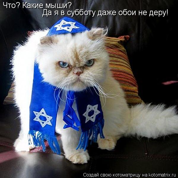 Что? Какие мыши? Да я в субботу даже обои не деру!... Котоматрица: Что? Какие мыши? Да я в субботу даже обои не деру!