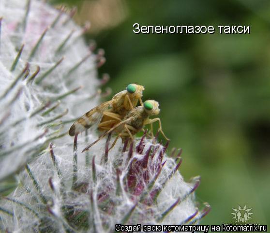 Зеленоглазое такси... Котоматрица: Зеленоглазое такси