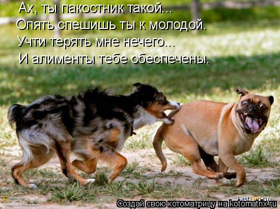 Ах, ты пакостник такой... Опять спешишь ты к молодой. Учти терять мне нечего... И алименты тебе обесп... Котоматрица: Ах, ты пакостник такой... Опять спешишь ты к молодой. Учти терять мне нечего... И алименты тебе обеспечены.