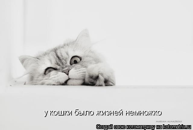 у кошки было жизней немножко... Котоматрица: у кошки было жизней немножко