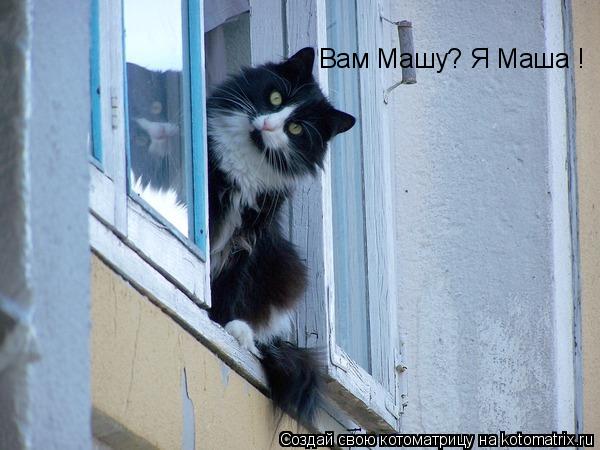 Вам Машу? Я Маша !... Котоматрица: Вам Машу? Я Маша !