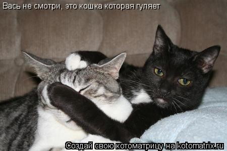 Вась не смотри, это кошка которая гуляет... Котоматрица: Вась не смотри, это кошка которая гуляет