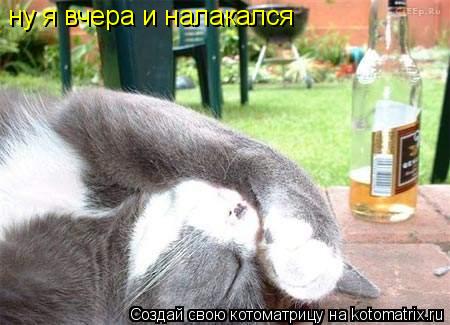 ну я вчера и налакался... Котоматрица: ну я вчера и налакался