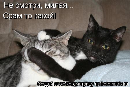 Не смотри, милая... Срам то какой!... Котоматрица: Не смотри, милая... Срам то какой!
