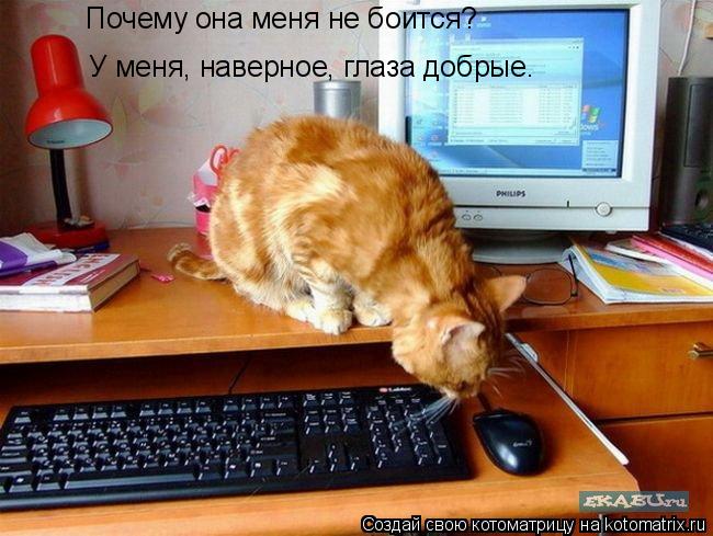 Почему она меня не боится? У меня, наверное, глаза добрые.... Котоматрица: Почему она меня не боится? У меня, наверное, глаза добрые.
