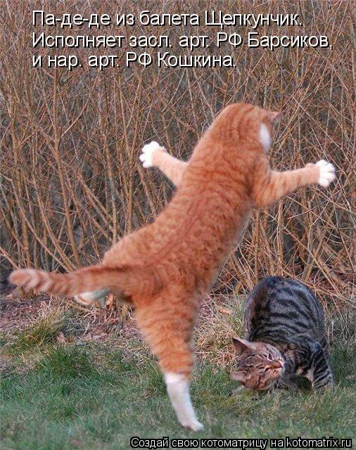 Котоматрица: Па-де-де из балета Щелкунчик. Исполняет засл. арт. РФ Барсиков,  и нар. арт. РФ Кошкина.