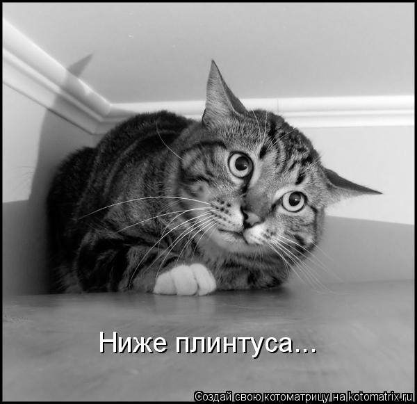 Котоматрица: Ниже плинтуса...