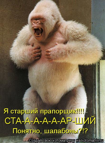 Котоматрица: Я старший прапорщик!!!! СТА-А-А-А-А-АР-ШИЙ Понятно, шалабоны?!?