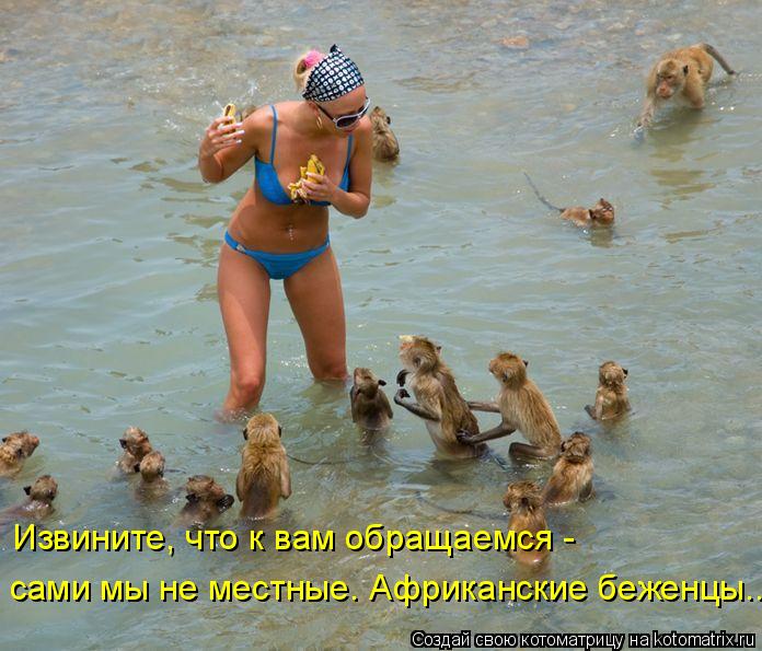 Котоматрица: Извините, что к вам обращаемся -  сами мы не местные. Африканские беженцы...