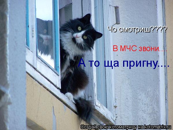Котоматрица: Чо смотриш???? В МЧС звони.... А то ща пригну....