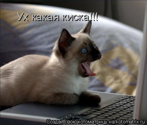 Котоматрица: Ух какая киска!!!