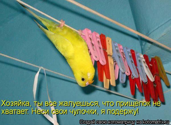 Котоматрица: Хозяйка, ты все жалуешься, что прищепок не хватает. Неси свои чулочки, я подержу!