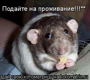 Котоматрица: Подайте на проживание!!!**
