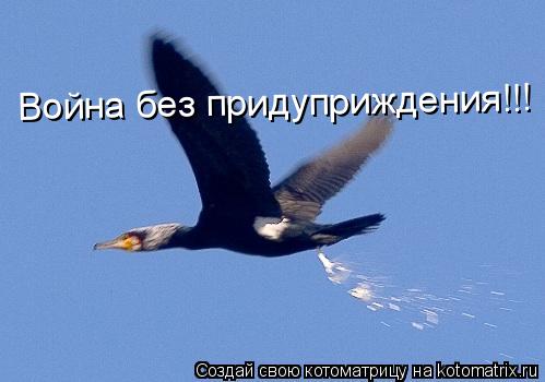 Котоматрица: Война без придуприждения!!!
