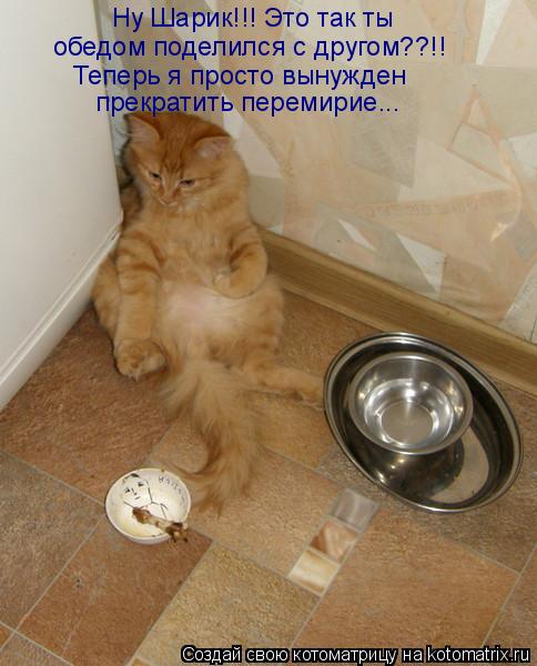 Котоматрица: Ну Шарик!!! Это так ты обедом поделился с другом??!! Теперь я просто вынужден  прекратить перемирие...