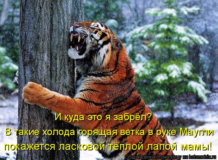 Котоматрица: И куда это я забрёл? покажется ласковой тёплой лапой мамы! В такие холода горящая ветка в руке Маугли
