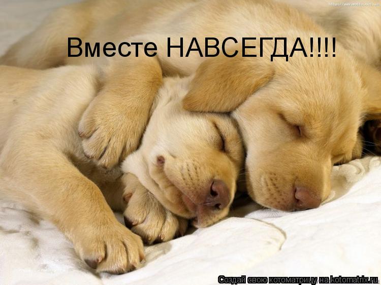 Котоматрица: Вместе НАВСЕГДА!!!!