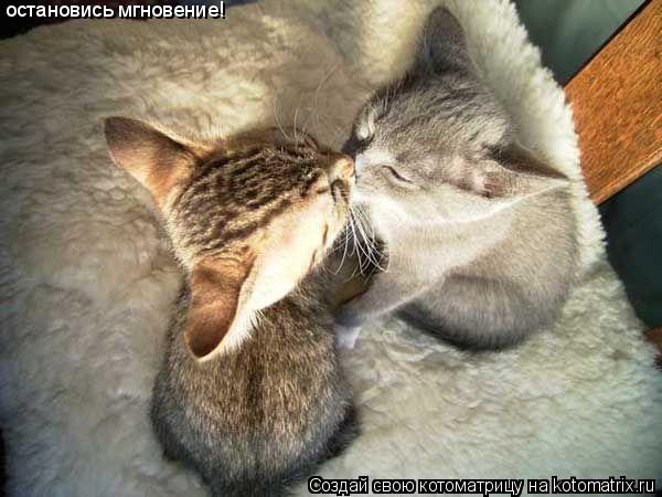Котоматрица: остановись мгновение!