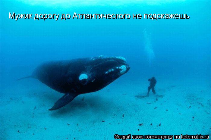 Котоматрица: Мужик дорогу до Атлантического не подскажешь
